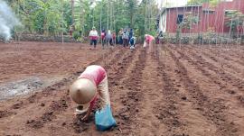 KWT MEKAR SARI GANDU 2, SIAPKAN LAHAN UNTUK MENANAM JAGUNG